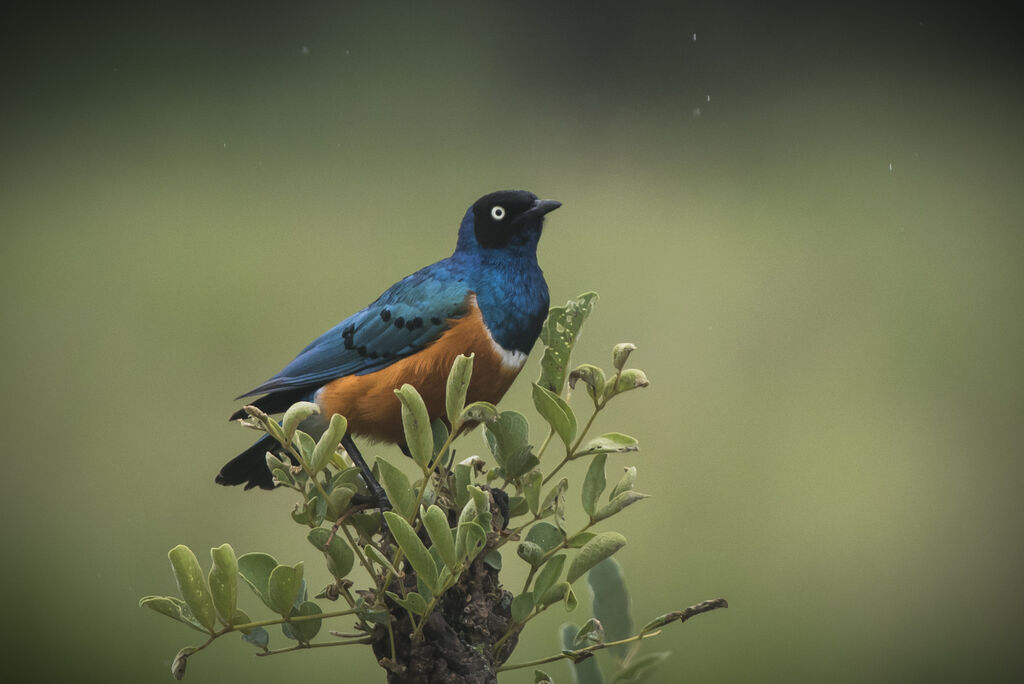 Superb Starling