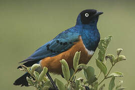 Superb Starling