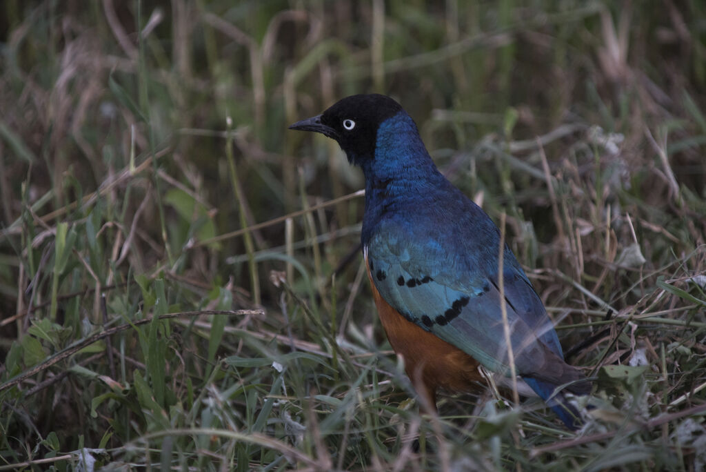 Superb Starling