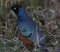 Superb Starling