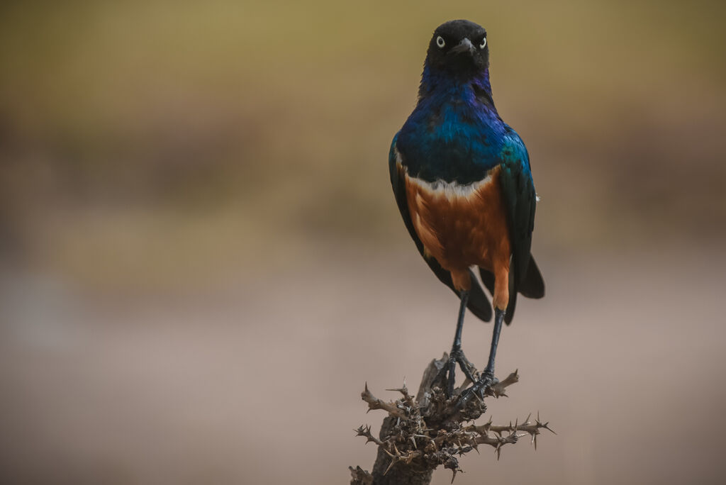 Superb Starling