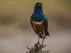 Superb Starling