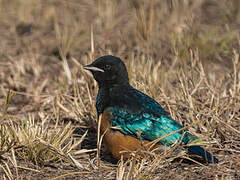 Superb Starling