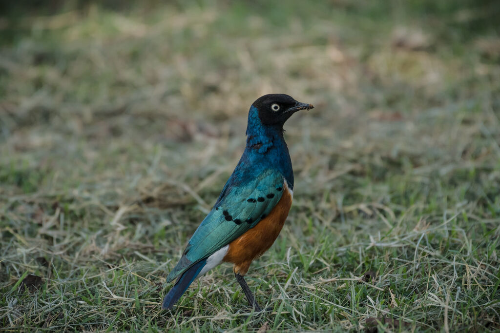 Superb Starling