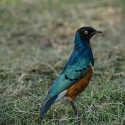 Superb Starling