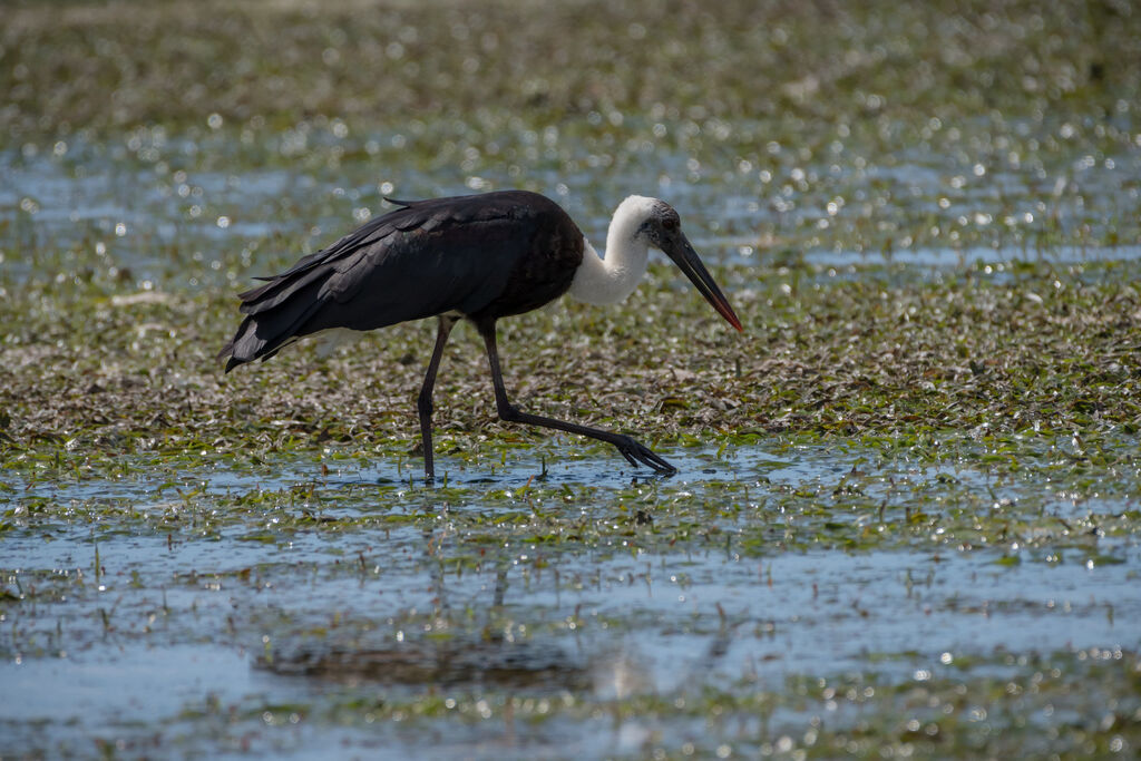 African Woolly-necked Stork