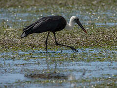 African Woolly-necked Stork