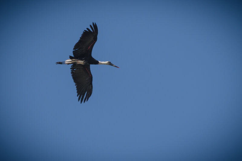 African Woolly-necked Stork, Flight