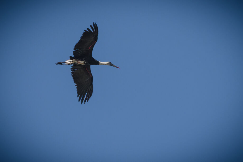 African Woolly-necked Stork, Flight