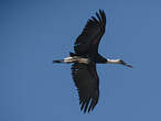 Cigogne à pattes noires