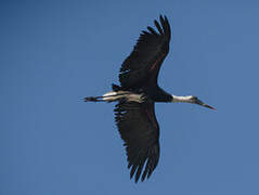 African Woolly-necked Stork