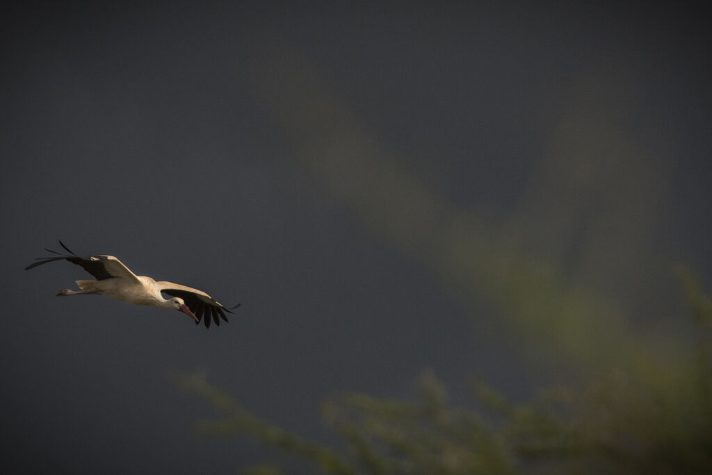 Cigogne blanche, Vol