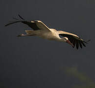 White Stork