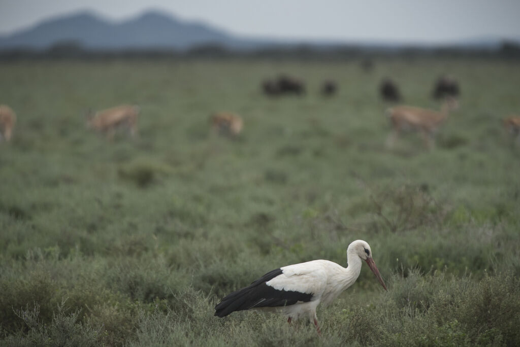 White Stork