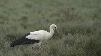 White Stork