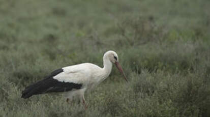 Cigogne blanche