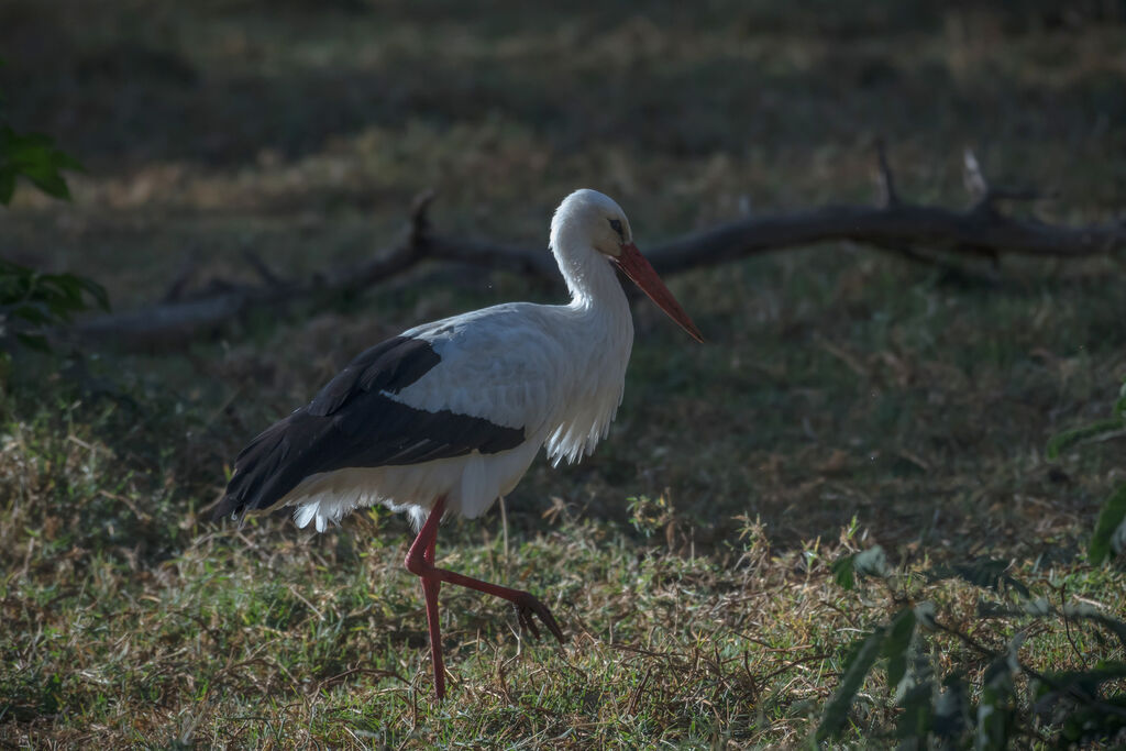 White Stork