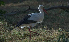 Cigogne blanche