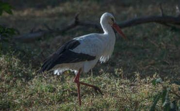 Cigogne blanche