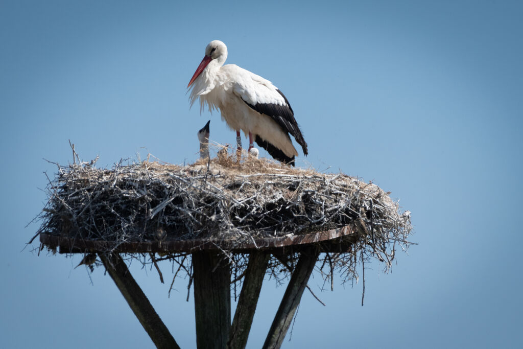 White Stork