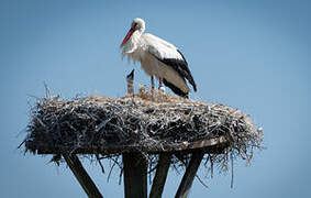 Cigogne blanche