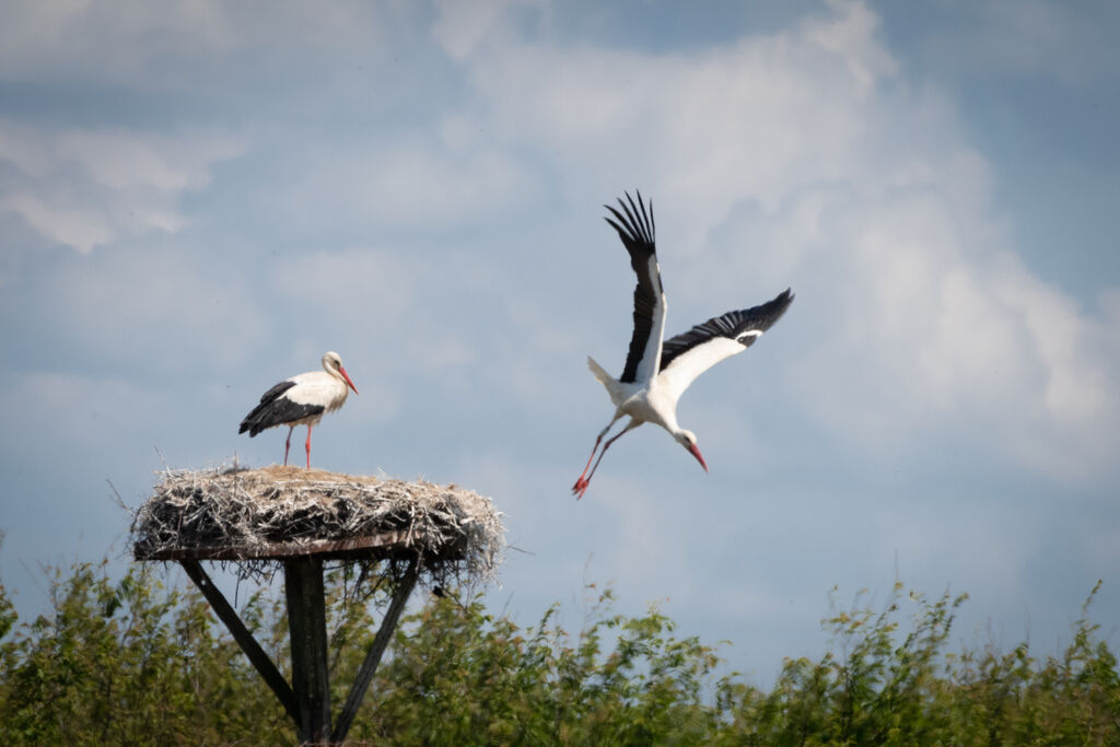 White Storkadult, Reproduction-nesting