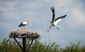 White Stork