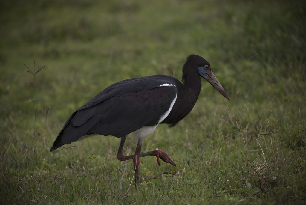 Cigogne d'Abdim