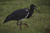 Cigogne d'Abdim