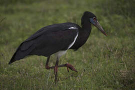 Abdim's Stork