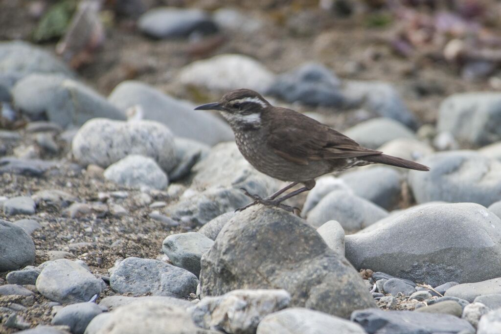 Dark-bellied Cinclodes