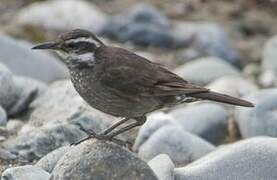 Dark-bellied Cinclodes