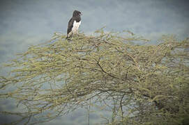 Black-chested Snake Eagle