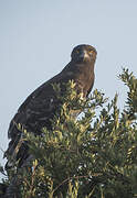 Black-chested Snake Eagle