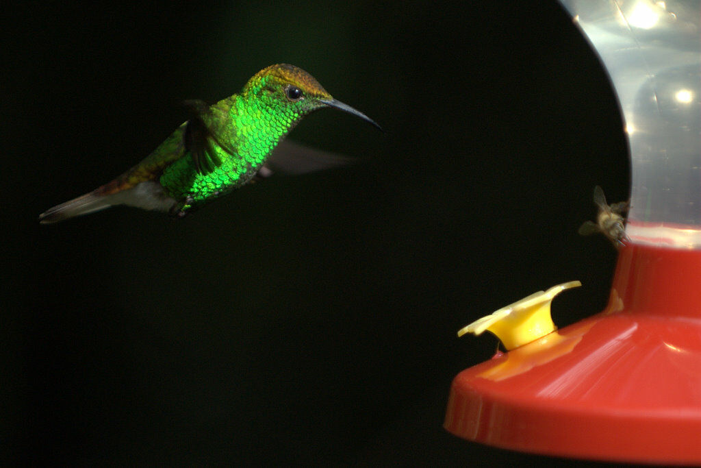 Colibri à tête cuivrée