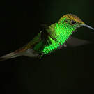 Colibri à tête cuivrée