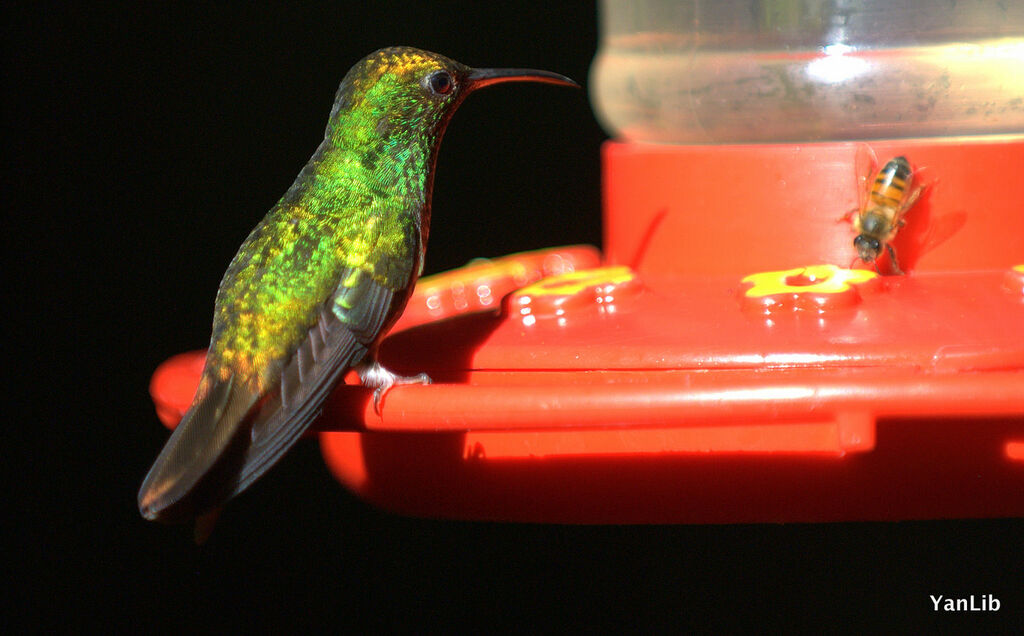 Colibri à tête cuivrée