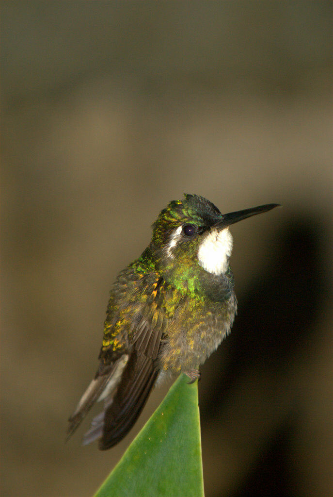 Colibri à ventre châtain