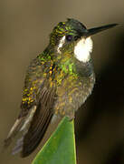 Colibri à ventre châtain