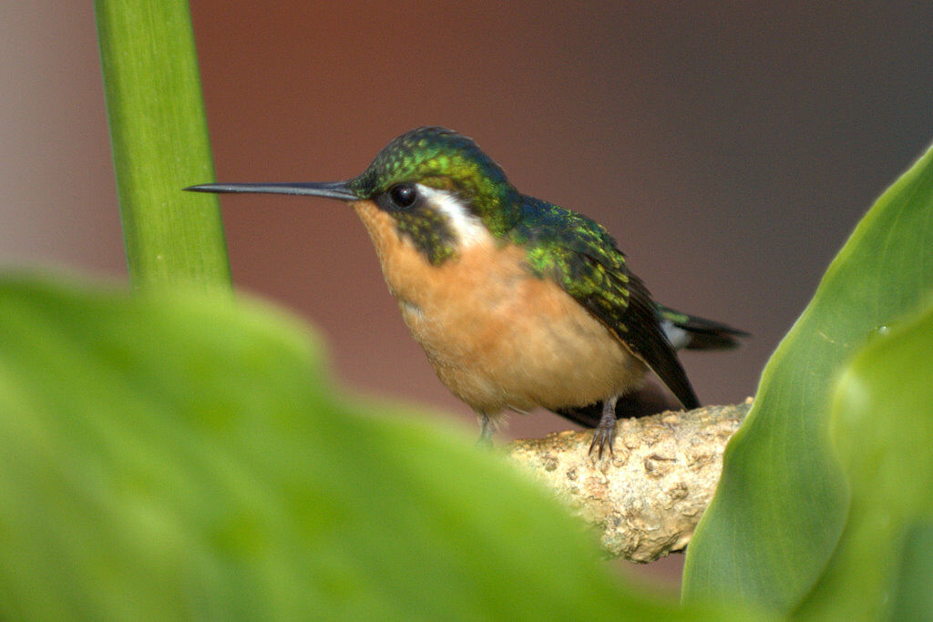 Colibri à ventre châtain