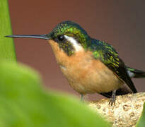 Colibri à ventre châtain