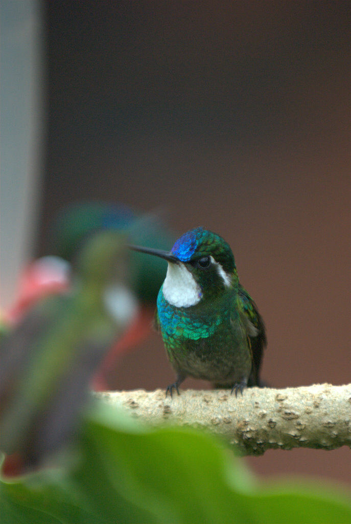 Colibri à ventre châtain