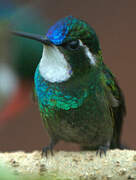 Colibri à ventre châtain