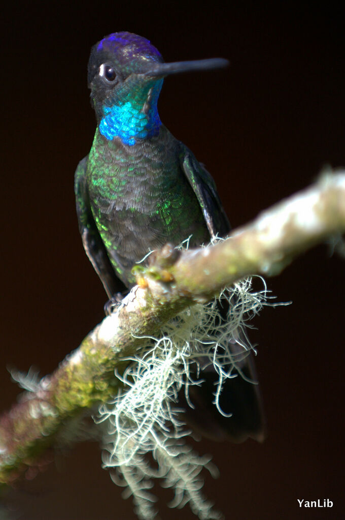 Colibri de Rivoli