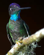 Rivoli's Hummingbird