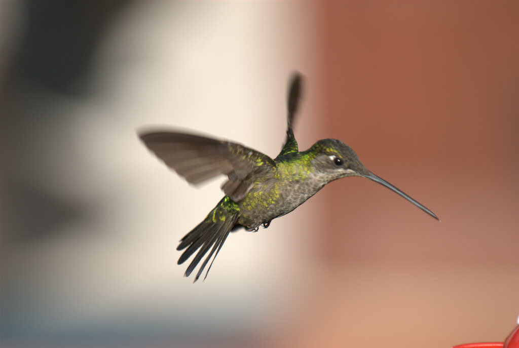 Colibri de Rivoli