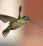 Rivoli's Hummingbird