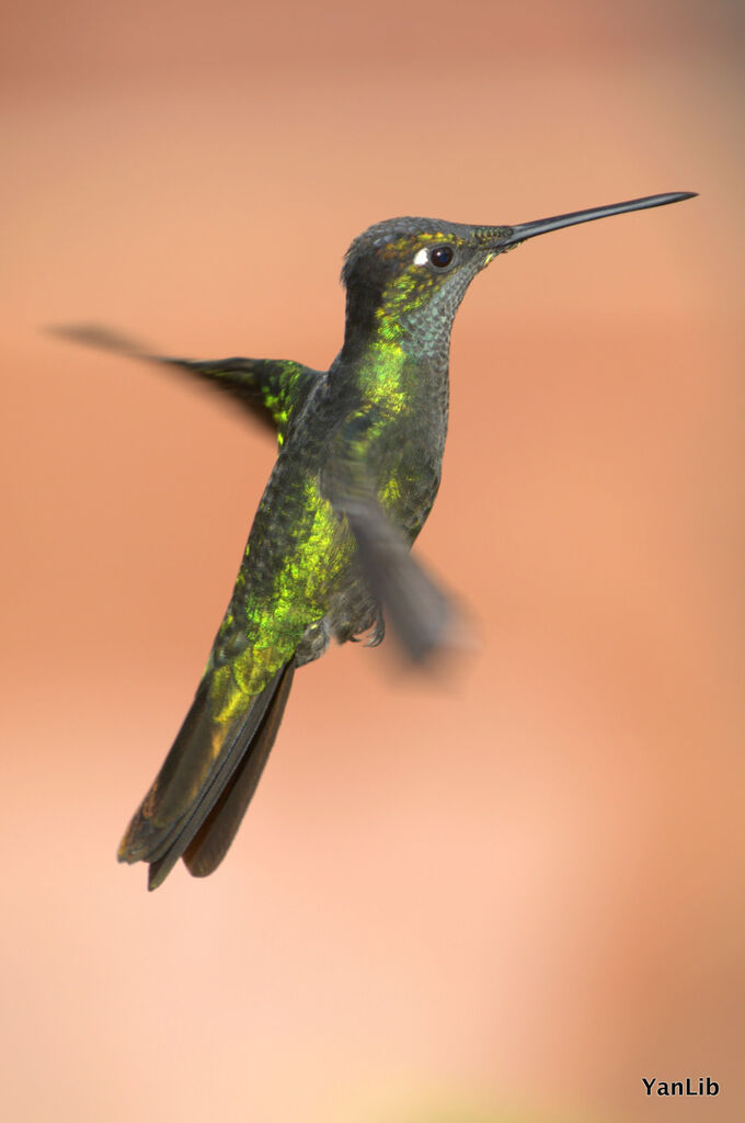 Colibri de Rivoli