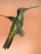 Rivoli's Hummingbird