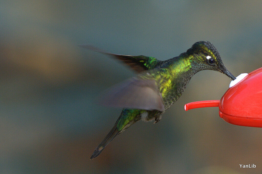 Colibri de Rivoli